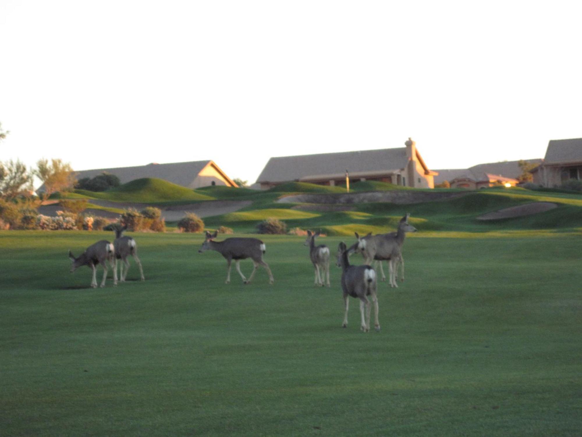 Gold Canyon Golf Resort Camera foto